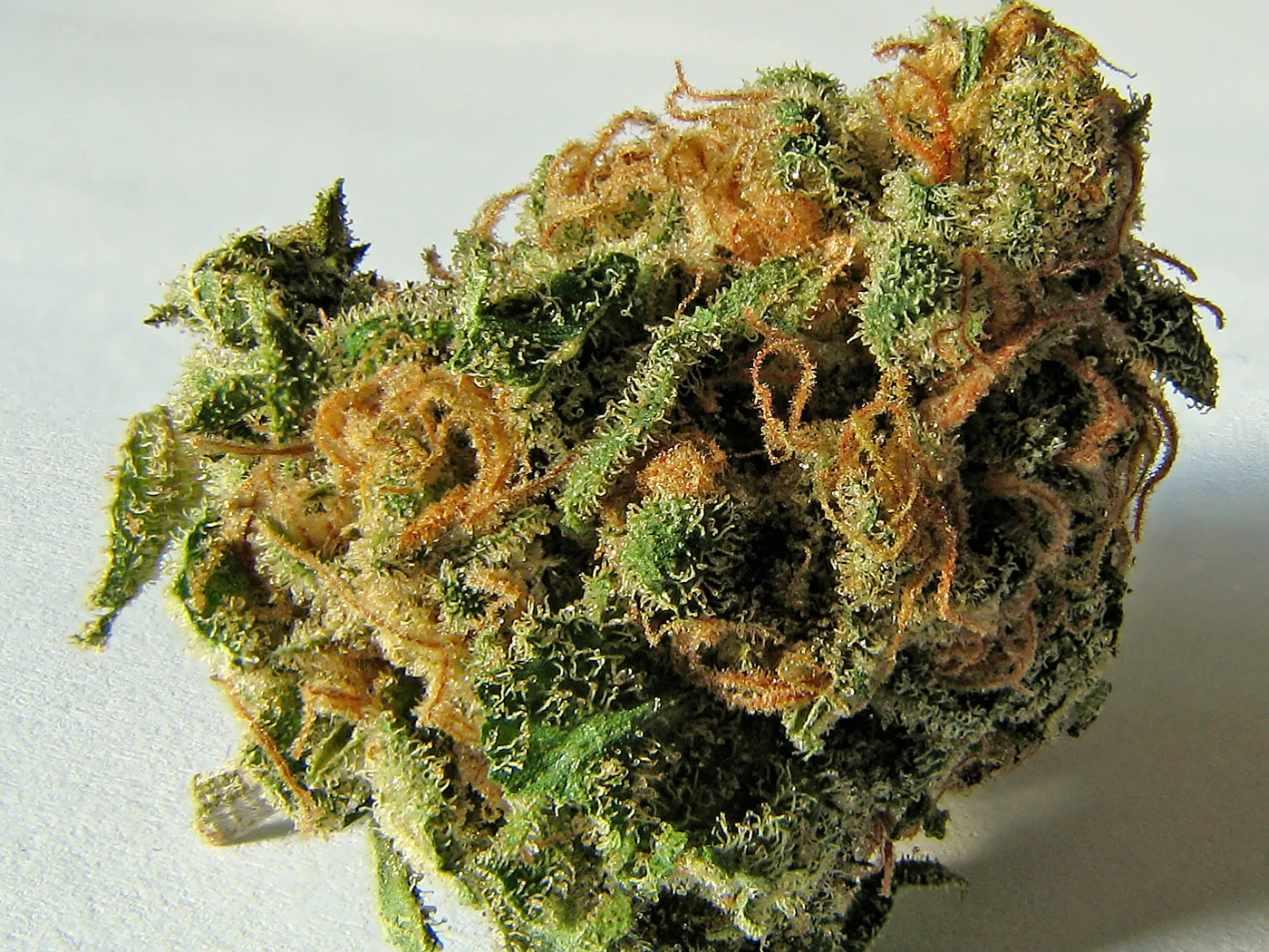 Fleur de CBD en gros plan