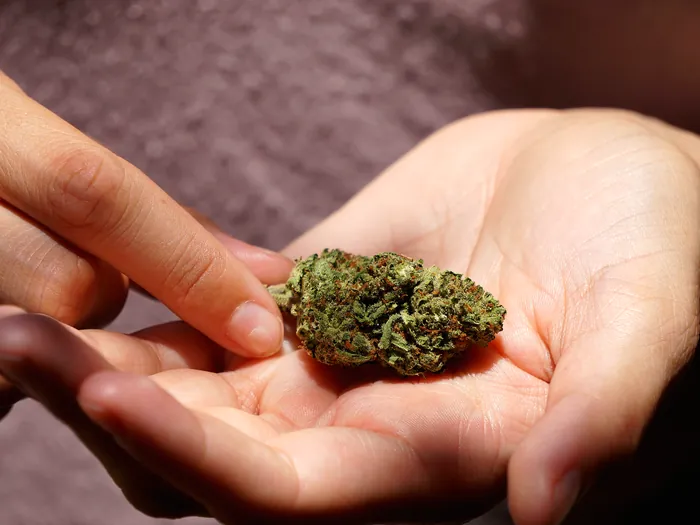 Une fleur de CBD présentée dans la main