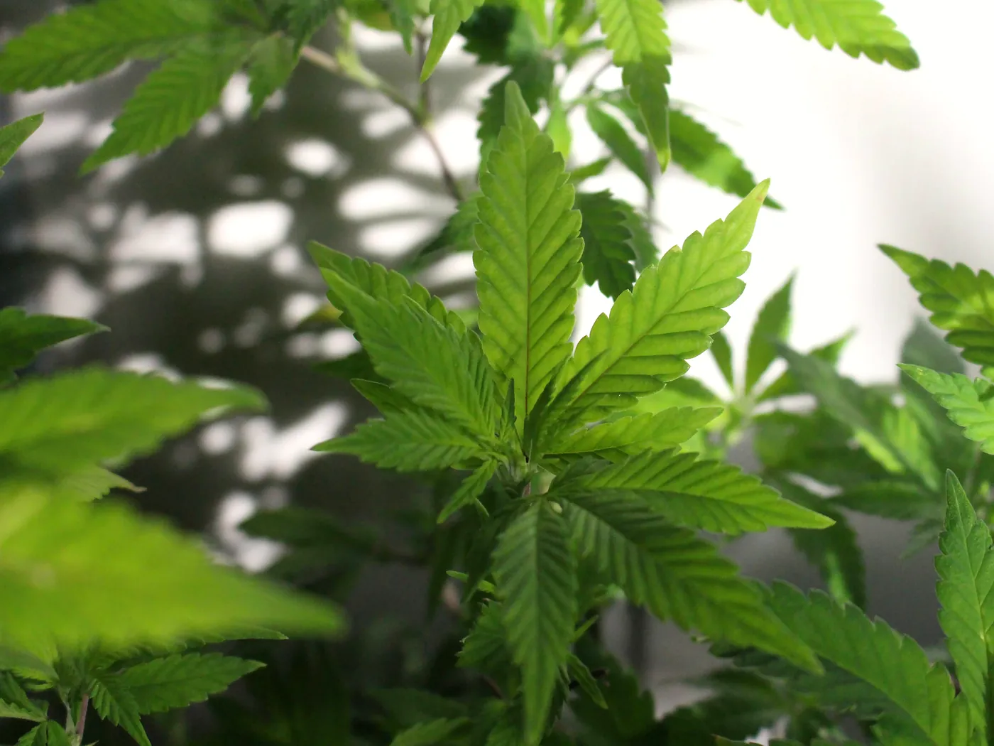 Plante de chanvre